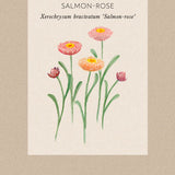 Strawflower 'Salmon Rose'
