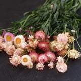 Strawflower 'Salmon Rose'