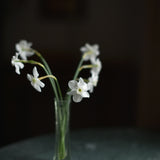 Daffodil 'Xit'