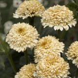 Zinnia 'Cresto! Cream'