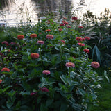 Zinnia 'Salmon Queen'