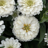 Zinnia 'Oklahoma White'