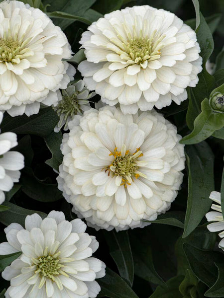 Zinnia 'Oklahoma White' – Zetas Garden - Online Store