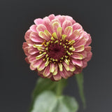 Zinnia 'Queeny Red Lime'