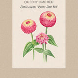 Zinnia 'Queeny Red Lime'