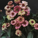 Zinnia 'Queeny Red Lime'