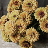 Zinnia 'Queeny Lemon Peach'