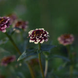 Zinnia 'Jazzy Red'