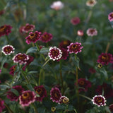 Zinnia 'Jazzy Red'