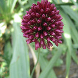 Allium sphaerocephalon