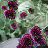Allium sphaerocephalon