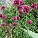 Allium sphaerocephalon