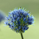 Azurlök 'Caeruleum'