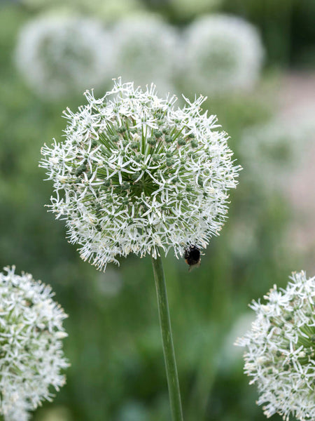 Allium 'Mount Everest' – Zetas Garden - Online Store