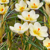 Crocus 'Cream Beauty'