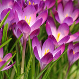 Bägarkrokus 'Ruby Giant'