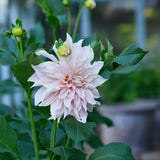 Dahlia 'Café au Lait'