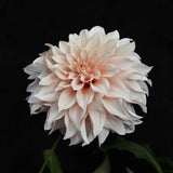 Dahlia 'Café au Lait'