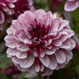 Dahlia 'Creme de Cassis'