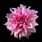 Dahlia 'Emory Paul'