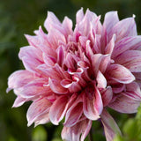 Dahlia 'Emory Paul'