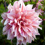 Dahlia 'Emory Paul'