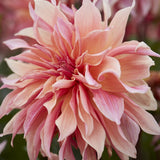 Dahlia 'Labyrinth'