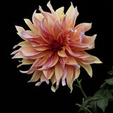 Dahlia 'Labyrinth'