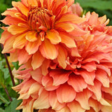 Dahlia 'Mango Madness'