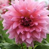 Dahlia 'Otto's Thrill'