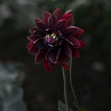 Dahlia 'Sam Hopkins'