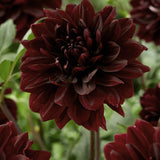 Dahlia 'Sam Hopkins'