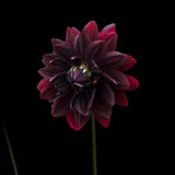 Dahlia 'Sam Hopkins'