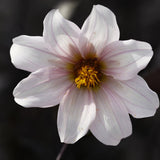 Dahlia 'Twynings After Eight' ('Dahlegria White')