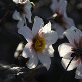 Dahlia 'Twynings After Eight' ('Dahlegria White')