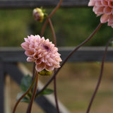 Dahlia 'Wine Eyed Jill'