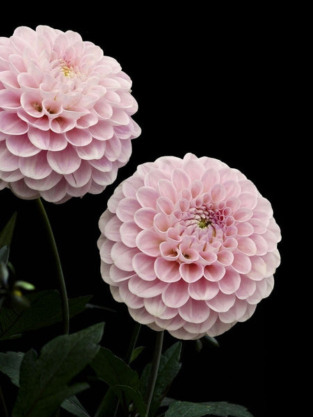dahlia*様 VAN ZYVERDEN Dahlias Mother's Day Pink Bulbs (Set of 7