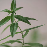 Scented candle 'Lemon Verbena' 50 g