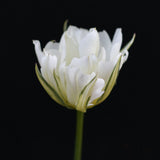Tulip 'Exotic Emperor'