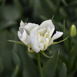Tulip 'Exotic Emperor'