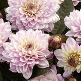 Dahlia 'La Tour Gallery'