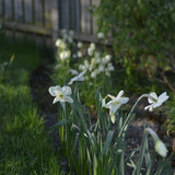 Daffodil 'Princess Zaide'