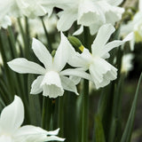 Daffodil 'Thalia'