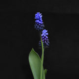 Muscari latifolium