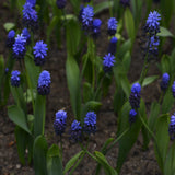 Muscari latifolium