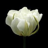 Tulip 'Exotic Emperor'
