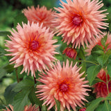 Dahlia 'Preference'