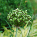 Allium atropurpureum