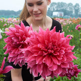 Dahlia 'Emory Paul'