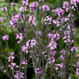 Verbena 'Bampton'